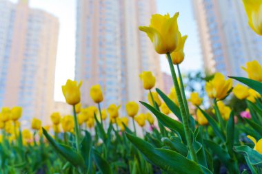 Arka planda modern apartman blokları olan bahçede açan parlak sarı lalelerin yakın görüntüsü, kentsel doğa entegrasyonunu gözler önüne seriyor..