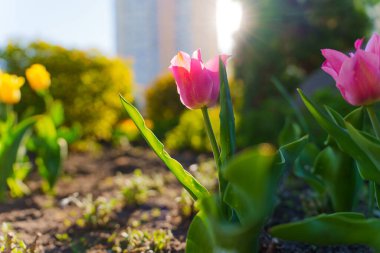 Şehir bahçesinde çiçek açan pembe lalenin yakın plan görüntüsü. Yumuşak ışık ve yeşil yapraklarla çekilmiş. İlkbahar çiçeklerinin güzelliğini gözler önüne seriyor..