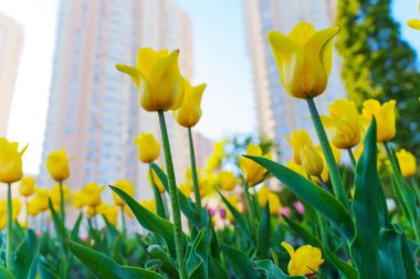 Şehir bahçesindeki parlak sarı lalelerin yakın görüntüsü, berrak mavi gökyüzünün altındaki modern yerleşim yerlerinin zemininde çiçekler sergileniyor..