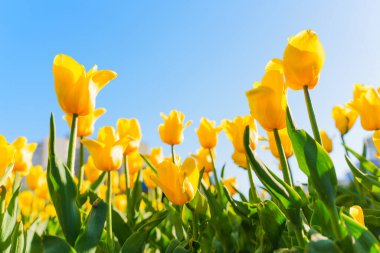 Güneşli bir bahçede açan parlak sarı lalelerin yakın görüntüsü, narin yapraklarını ve parlak mavi gökyüzünün altındaki yemyeşil yapraklarını sergiliyor..