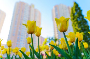 Şehir parkında açan parlak sarı lalelerin yakın plan görüntüsü. Gündüz açık mavi gökyüzünün altında modern yerleşim binaları var..