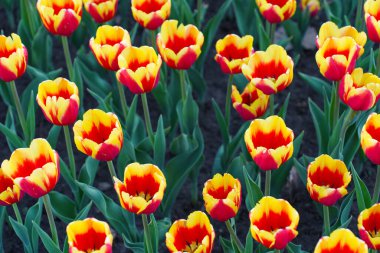 Parlak bahar mevsiminde canlı kırmızı ve sarı çiçeklerin açtığı canlı laleler..