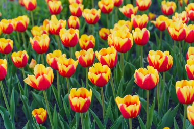 Parlak güneş ışığı altında açan kırmızı ve sarı lalelerin göz kamaştırıcı görüntüsü iyi korunmuş bir bahçede baharın güzelliğini gözler önüne seriyor..