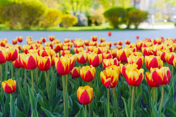 Baharda açan canlı kırmızı ve sarı lalelerin yakın plan görüntüsü. Karmaşık taç yapraklarını ve yemyeşil yapraklarını güneşli bir bahçede sergiliyorlar..