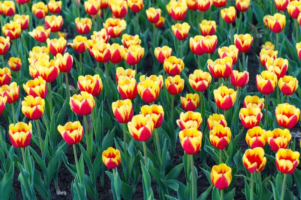 Baharda açan sarı ve kırmızı lalelerden oluşan canlı bir tarla, parlak güneş ışığı altında yemyeşil yapraklarla dolu yoğun bir çiçek düzenini sergiliyor..