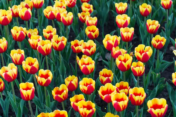 Çiçek tarlasında açan canlı kırmızı ve sarı lalelerin yakın çekimi, parlak doğal ışık altında karmaşık yapraklarını ve yeşil yapraklarını sergiliyor..