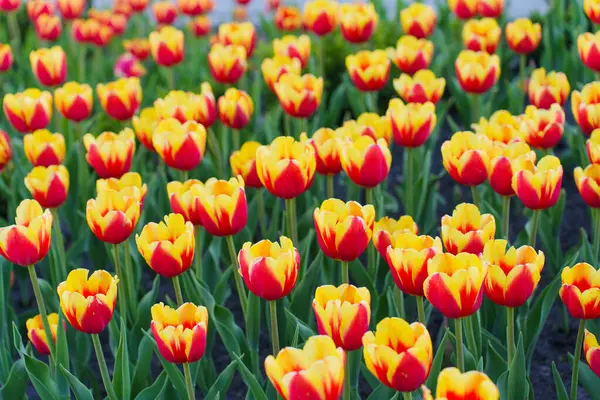 Canlı kırmızı ve sarı laleler gün ışığında yemyeşil yapraklarını ve yeşil yapraklarını sergiliyorlar..
