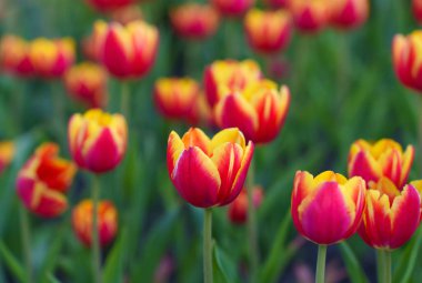 Güneşli bir bahçede açan canlı kırmızı ve sarı laleler ayrıntılı taç yaprakları ve parlak gün ışığı altında yemyeşil yapraklar sergiliyor..