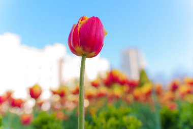 Şehir parkında sarı uçlu kırmızı bir lalenin parlak gün ışığında bulanık renkli lalelerle çevrili görüntüsü..