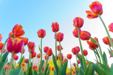 Pembe ve turuncunun çeşitli tonlarında canlı laleler. Düşük açılı bir perspektiften, berrak mavi gökyüzüne karşı, bahar güzelliğini gözler önüne seriyor..