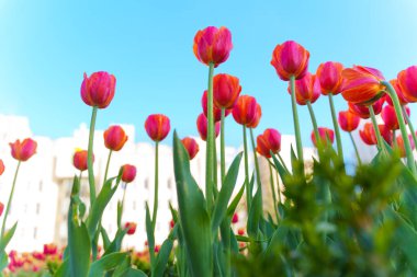 Açık mavi gökyüzüne karşı yeşil yaprakları olan pembe lalelerin yakın çekim görüntüsü parlak gün ışığında canlı bir şehir bahçesi sergiliyor..