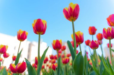 Güneşli bir şehir bahçesinde açan parlak pembe ve sarı lalelerin yakın çekimi, açık mavi gökyüzünün altında canlı renklerini ve yemyeşil yapraklarını yakalıyor..