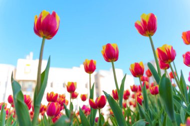 Şehir bahçesinde açan canlı pembe ve sarı lalelerin yakın görüntüsü, açık mavi gökyüzüne karşı yemyeşil yapraklarını sergiliyor..
