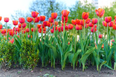 Halka açık bir parkta açan canlı kırmızı lalelerin yakın görüntüsü yemyeşil yapraklar ve sakin bir bahar sabahı ambiyansı sergiliyor..