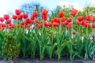Canlı turuncu lalelerden oluşan geniş bir alan baharın özünü yakalar, açık mavi gökyüzüne ve yeşil yapraklara karşı kentsel bir çevrede..