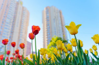Kırmızı, sarı ve turuncu renkli laleler gün boyunca açık mavi gökyüzü altında yüksek konut binalarının zeminine çarpıyor..
