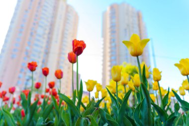 Kırmızı, sarı ve turuncu renkli lale kümeleri, gün ışığında alçak bir açıdan çekilen modern apartman binalarıyla güzel bir tezat oluşturuyor..