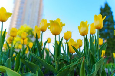 Açık mavi gökyüzü ve yeşil yapraklı, ilkbahar güzelliğini gözler önüne seren, tam çiçeklenmiş parlak sarı laleler..