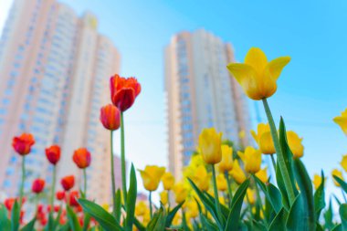 Bahçede kırmızı ve sarı renkli laleler, açık mavi gökyüzünün altında modern apartman binalarına karşı dizilmiş, kentsel doğayı esir alıyor..