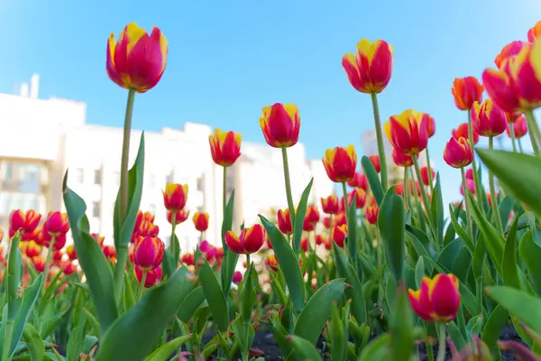 Şehir bahçesinde canlı kırmızı ve sarı yaprakları olan renkli laleler, açık mavi gökyüzüne karşı baharın güzelliğini sergiliyor..