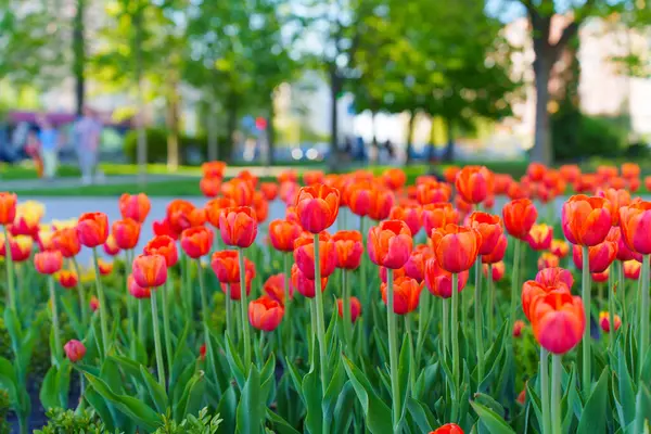 Güneşli bir parkta açan canlı kırmızı lalelerin yakın plan görüntüsü yemyeşil yeşilliklere ve bulanık şehir geçmişine karşı zengin renklerini sergiliyor..