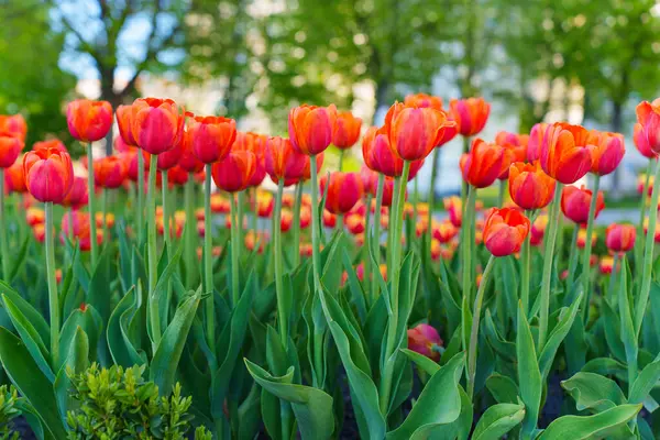 Geniş açılı çekim, canlı kırmızı ve turuncu lalelerden oluşan bir yatağı gün ışığında halka açık bir şehir parkında yemyeşil bir zemin üzerinde sergiliyor..