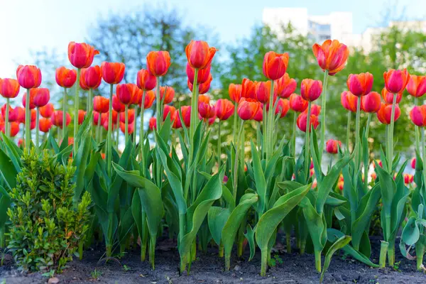 Canlı turuncu lalelerden oluşan geniş bir alan baharın özünü yakalar, açık mavi gökyüzüne ve yeşil yapraklara karşı kentsel bir çevrede..