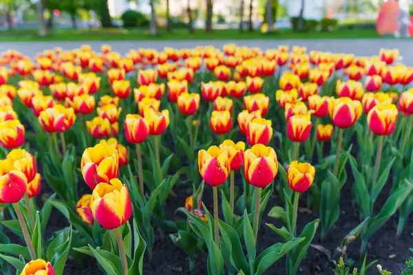 Güneşli bir bahar parkında açan kırmızı ve sarı lalelerden oluşan canlı bir tarlanın yakın görüntüsü canlı renkleri ve yemyeşil yeşillikleri gözler önüne seriyor..