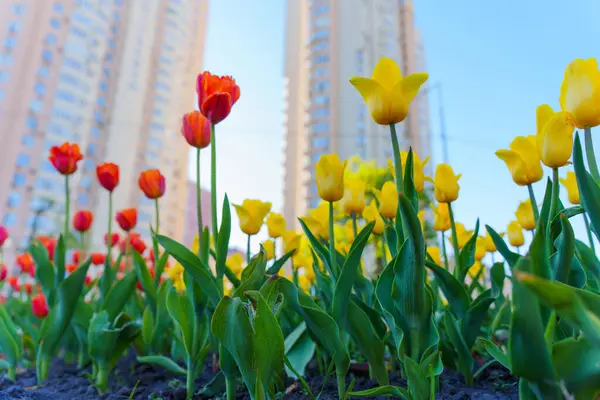 Açık bir günde modern gökdelenlere karşı kırmızı, sarı ve turuncu çiçeklerin yer aldığı renkli lale bahçesinin alçak açılı görüntüsü.