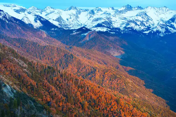 Sequoia Ulusal Parkı 'nın panoramik manzarasında sabahın erken saatlerinde arka planda kar örtülü dağlarla birlikte canlı sonbahar yaprakları sergileniyor..