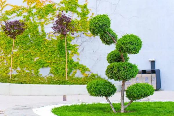 Kyiv 'de yeşil çimenler ve canlı duvar yapraklarıyla çevrili sarmal bir şekle sahip ayırt edici ağaç..