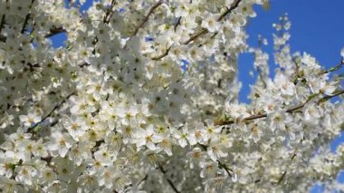 Açık mavi gökyüzüne karşı parlak beyaz kiraz çiçeklerinin yakın çekimi, çiçeklerin karmaşık detaylarını ve baharın doğal güzelliğini gözler önüne seriyor..