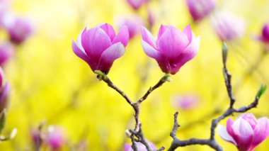 Pembe manolya çiçeklerinin yakın plan çekimleri. Hassas taç yaprakları, canlı sarı bir arkaplanda sergileniyor. Gündüz vakti yumuşak, doğal bir ışıkla çekiliyor..