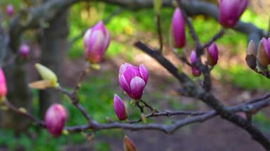 Pembe manolya çiçeği tomurcukları, bahar bahçesindeki bir dalda, yumuşak doğal ışıklandırmayla yakın plan..
