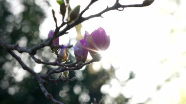 Bir dalda pembe manolya çiçekleri tomurcuklanıyor, canlı renkler ve baharın ilk zamanlarındaki yumuşak doğal ışıklandırma ile bahçenin detaylarını sergiliyorlar..