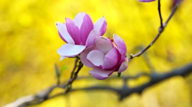 Narin pembe manolya tomurcuklarının yakın plan çekimleri. Karmaşık detaylarını ve yumuşak dokularını vurguluyorlar. Baharda bulanık sarı bir zemin üzerine kurulmuş..