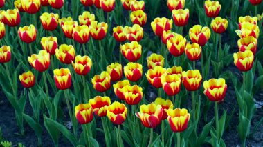 Canlı kırmızı ve sarı laleler gün ışığında yemyeşil yapraklarını ve yeşil yapraklarını sergiliyorlar..