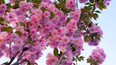 Açık mavi gökyüzüne karşı yeşil yapraklarla çiçek açan pembe kiraz çiçeklerinin canlı yakın çekimi ilkbaharın ve doğanın güzelliğini yakalıyor..