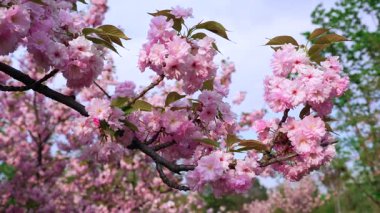 Canlı pembe kiraz çiçeklerinin, yemyeşil yapraklarıyla yakın plan görüntüsü, güneşli bir günde çekilmiş, arka planda narin taç yapraklarını ve açık mavi gökyüzünü gösteriyor..