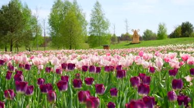 Pembe ve mor lalelerden oluşan canlı bir alanın panoramik manzarası manzarayı kapsıyor, parlak mavi gökyüzünün altında geleneksel yel değirmenleri yer alıyor..