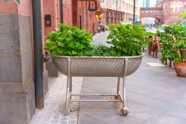 Frankfurt, Almanya 'nın büyüleyici bir caddesinde yer alan canlı yeşil bitkilerle dolu metal küvet ekicisi, kaldırım taşları ve kentsel atmosfere ev sahipliği yapıyor..