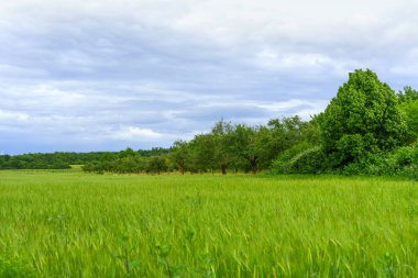 Geniş yeşil alan, bulutlu bir gökyüzü altında dağınık ağaçlarla Almanya 'nın sakin kırsal manzarasını yakalıyor..