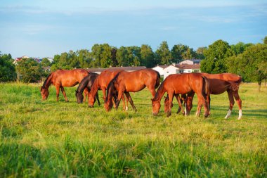 Rossdorf 'taki berrak mavi gökyüzünün altında canlı yeşil bir arazide huzur içinde otlayan bir grup at sakin bir kırsal manzara yaratıyor..