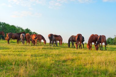 Gün batımının altın saatinde berrak mavi gökyüzünün altında huzur içinde otlayan at sürüsü..