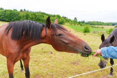 Yakından bakınca, bulutlu bir gökyüzünün altında Rossdorf, Almanya 'nın yemyeşil tarlalarında bir el tarafından sunulan çimenleri yiyen kahverengi bir atın görüntüsü..