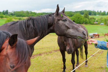 İki atın, yemyeşil bir alanda birinin elinden taze ot yediği, sakin ve dost canlısı tavırlarını vurguladığı yakın plan görüntüsü..