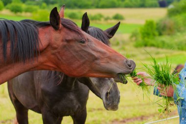 Canlı yeşil bir çayırda otlayan iki atın yakın plan görüntüsü, sakin bir kırsal alana doğru uzanan bir insan..