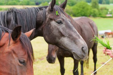 İki atın yakın plan görüntüsü, biri siyah diğeri kahverengi, Almanya 'nın Rossdorf kentindeki yemyeşil bir tarlada yeşil çimen sunan biriyle etkileşimde..