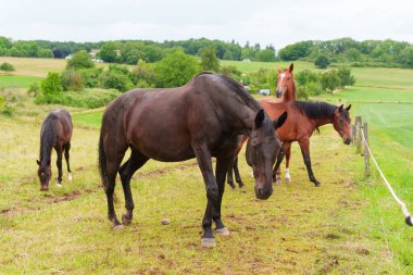 Ağaçlar ve yuvarlanan tepelerle çevrili yemyeşil bir çayırda otlayan bir grup at, Almanya 'nın Rossdorf kentindeki sakin bir kırsal alanı vurguluyor..