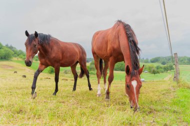 Almanya 'nın Rossdorf kentindeki bulutlu gökyüzünün altında yemyeşil bir alanda otlayan iki kahverengi atın yakın görüntüsü..